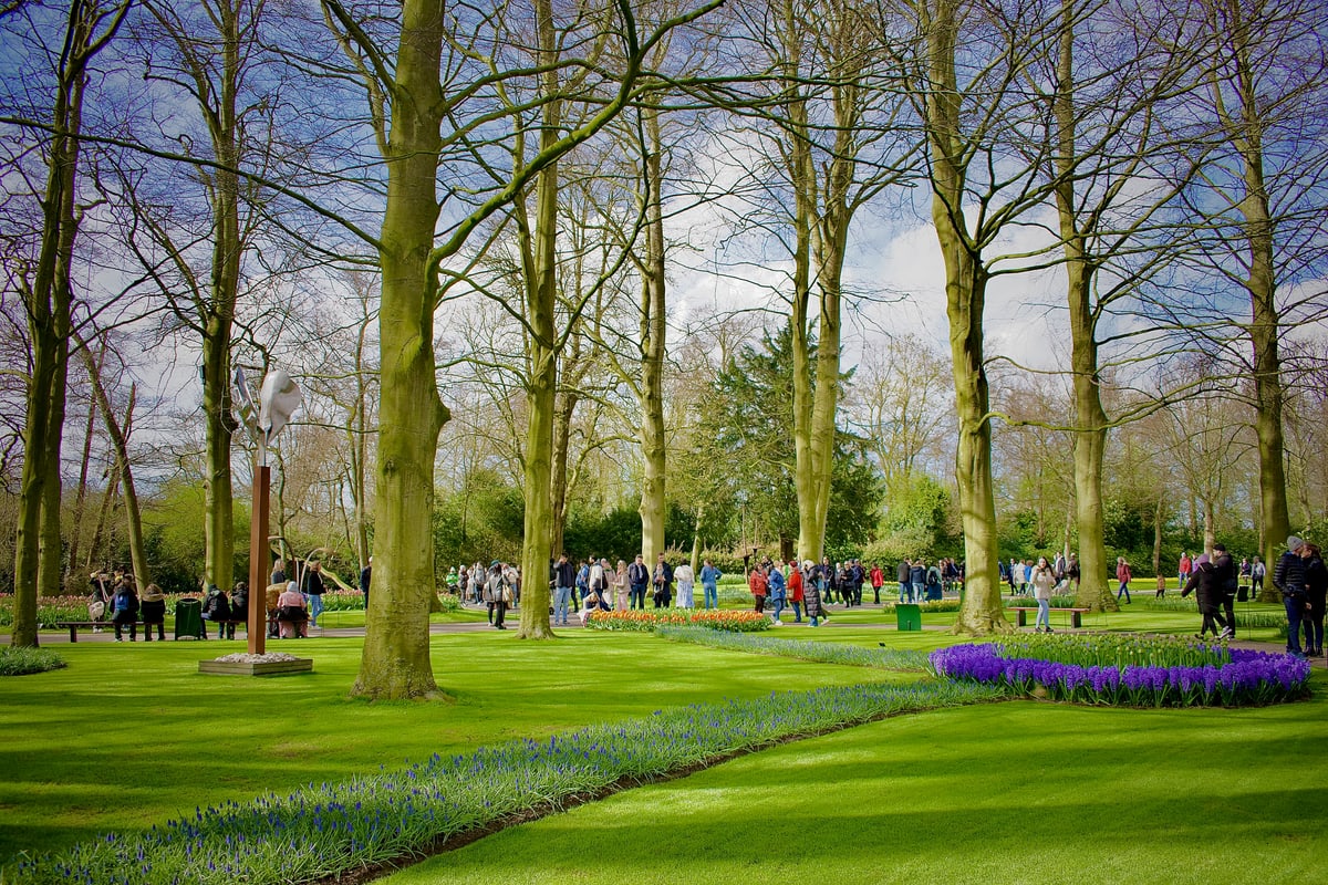 Tall trees rise over lawns and purple flower beds in a spring garden.