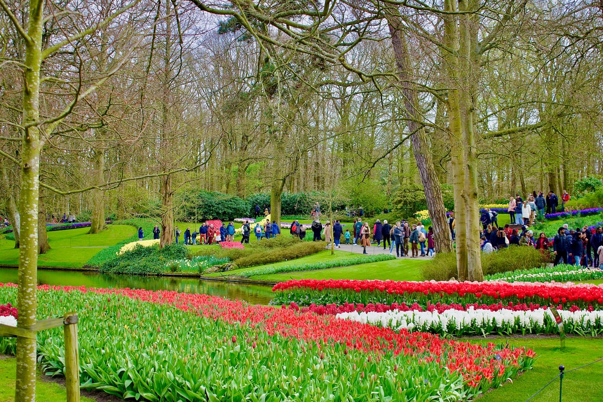 Rows of red, pink and white tulips wind through a park beside a stream.