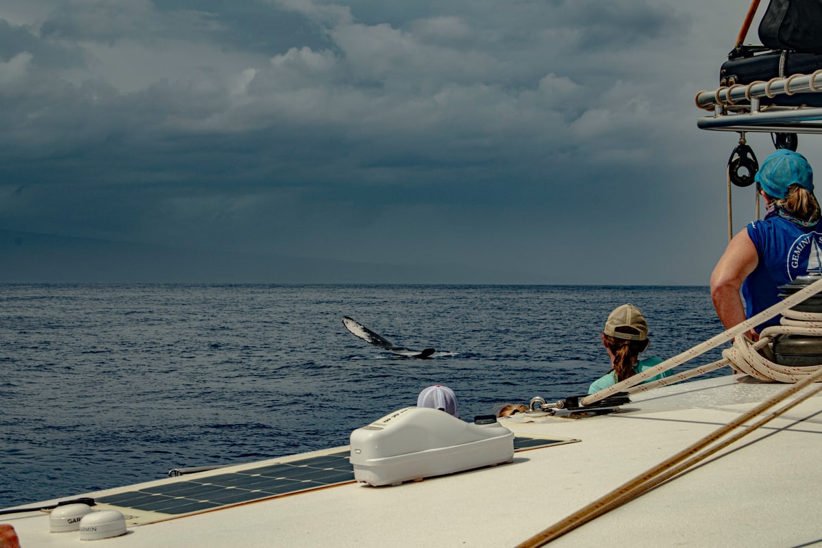 A humpback whale's tail breaks the surface beside a catamaran under storm clouds.