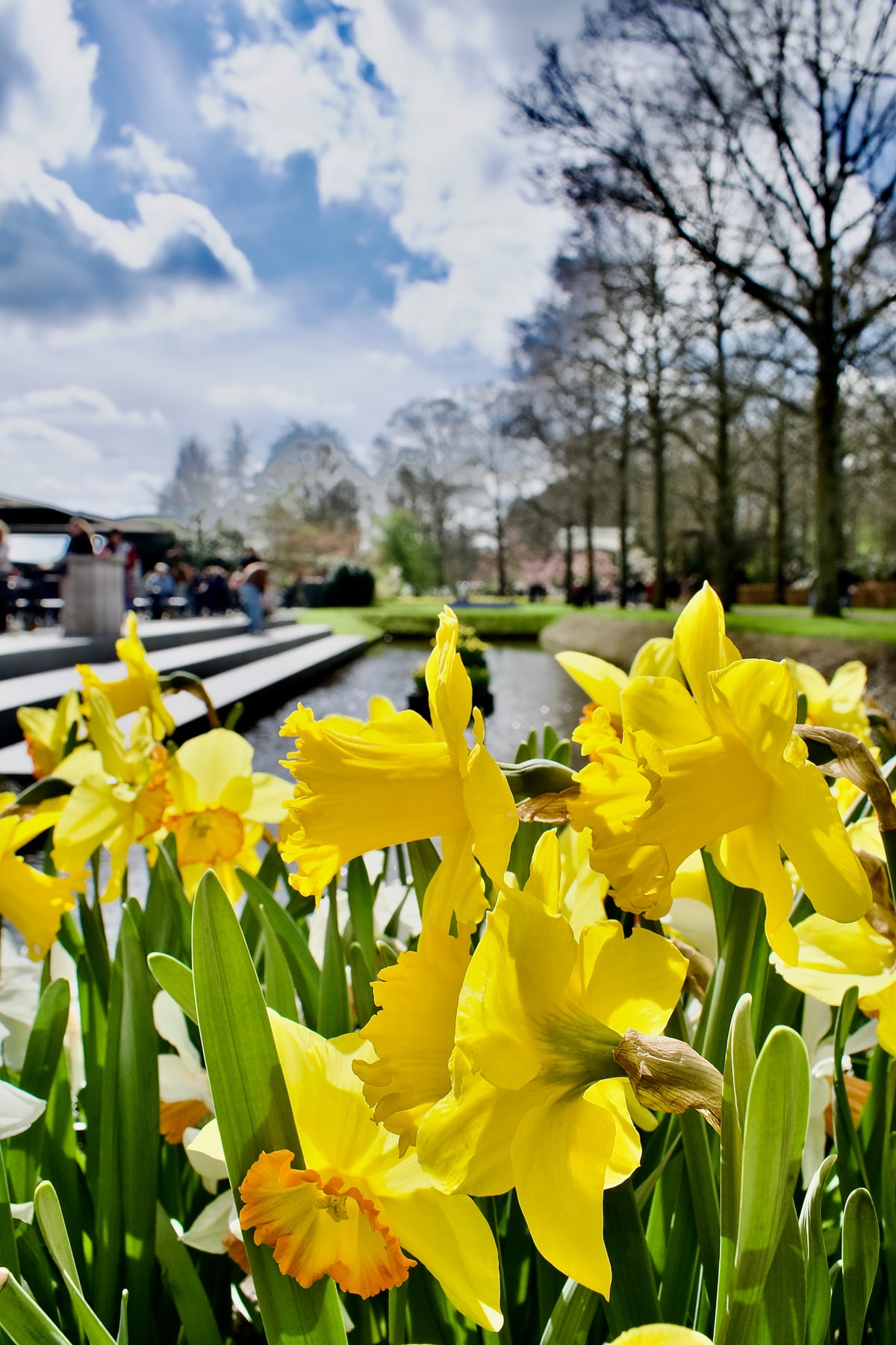 Bright yellow daffodils up close with a canal and trees behind them.